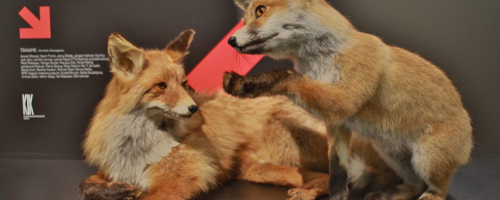 Kuidas me loodusmuuseumis sünnipäeva pidasime