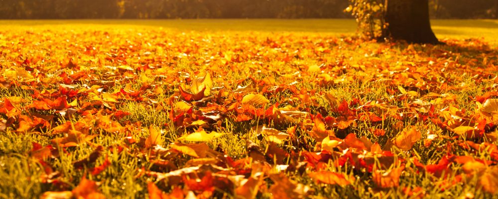 Kuhu minna lastega sel nädalavahetusel?