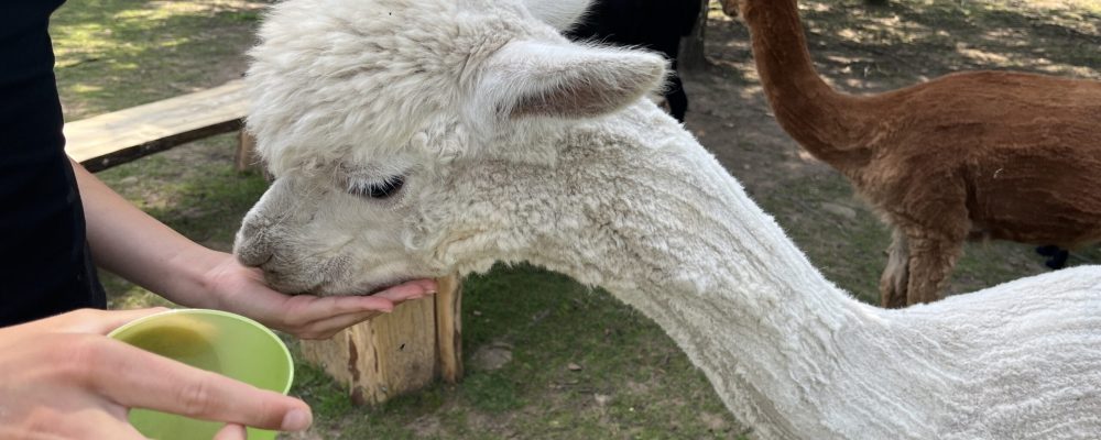 Kuidas me lastega Muumioru alpakafarmis käisime